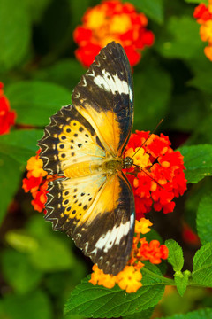 偉大的eggfly蝴蝶