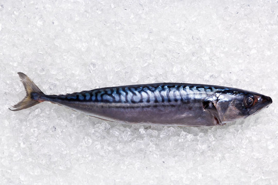 在碎冰的鯖魚
