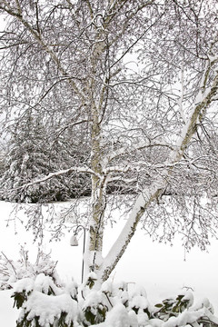 白樺樹上的雪花
