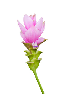 暹羅郁金香花與剪輯路徑隔離