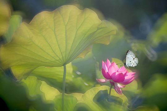 蝴蝶花（蓮花）