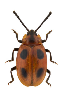 endomychus L.
