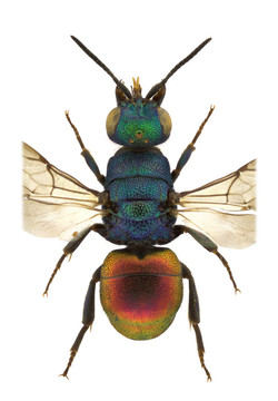 hedychrum
