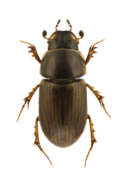 Aphodius consputus