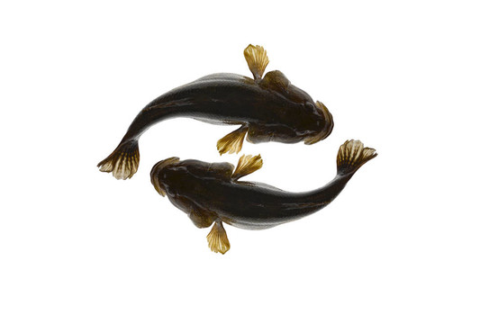 兩魚