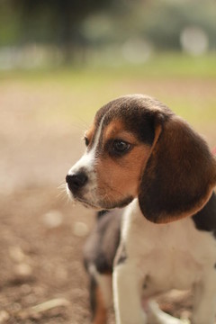 小獵犬