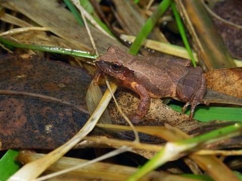 春天偷窺（Pseudacris crucifer）