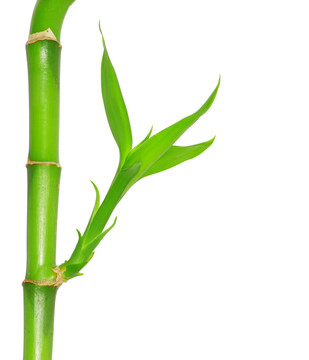 綠色的竹子