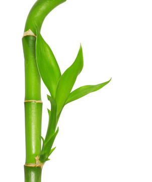 綠色的竹子