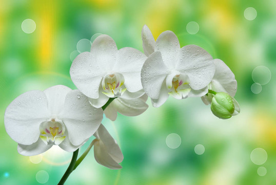 蘭花花的特寫