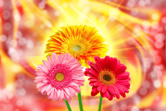 Gerber的花