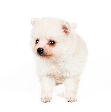 博美犬孤立在白色背景