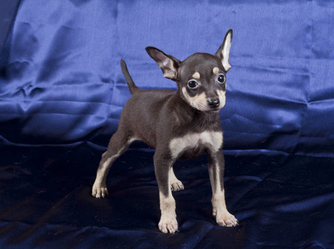 俄羅斯玩具犬