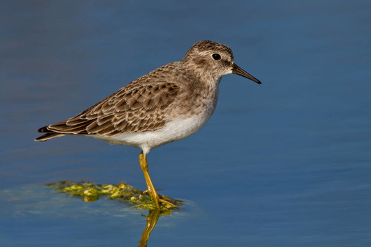 小濱鷸（Calidris minutilla）