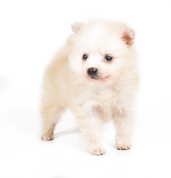 博美犬孤立在白色背景