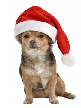 Santa帶紅帽子的狗