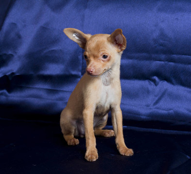 俄羅斯玩具犬