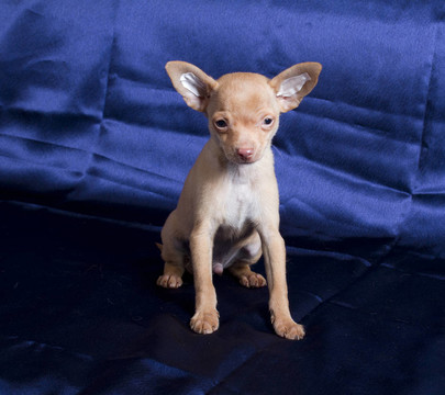 俄羅斯玩具犬