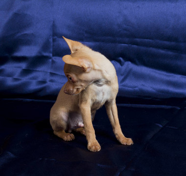 俄羅斯玩具犬