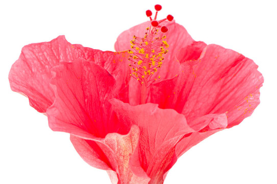 粉紅色的芙蓉花的細(xì)節(jié)