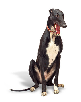靈緹犬