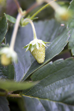 成長(zhǎng)中的Strawberry