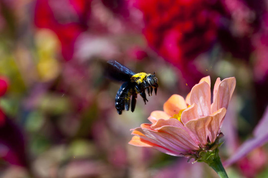 多彩背景的飞行蜜蜂