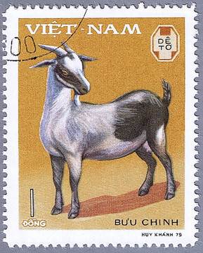 小山羊
