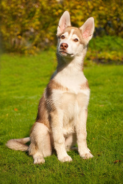 Husky的小狗