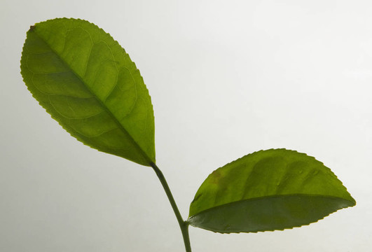 茶葉