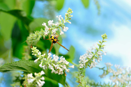 蜂取食花蜜
