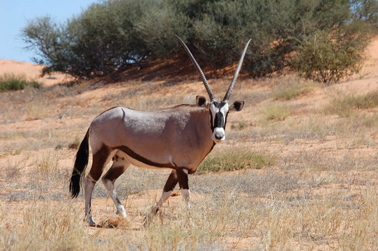 南非長(zhǎng)角羚（Oryx gazella）