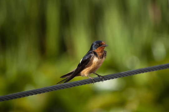 Barn Swallow（家燕）在鋼絲繩