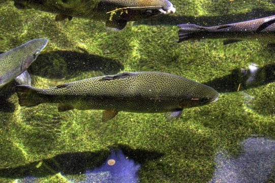 鱒魚