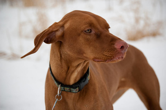 維茲拉犬的狗在冬天