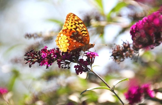 Butterfly Bush的棕色蝴蝶