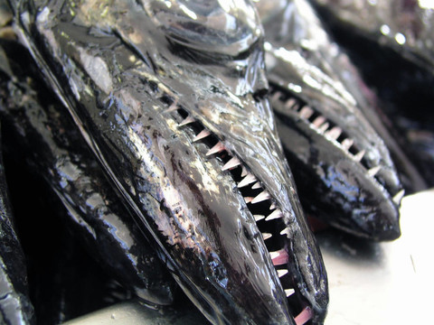 死魚