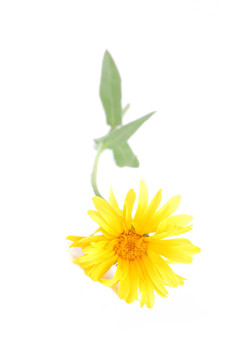 小花束