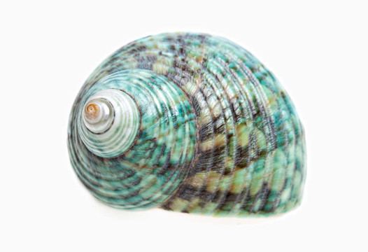 海貝殼