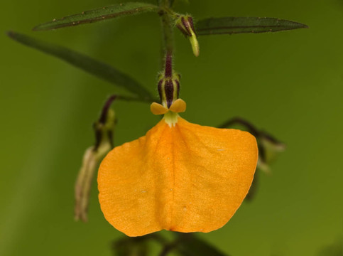 澳大利亞的野花Hybanthus stellarioides橙色鏟花