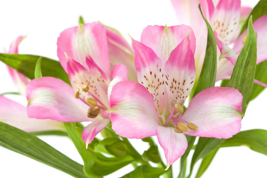 Alstromeria