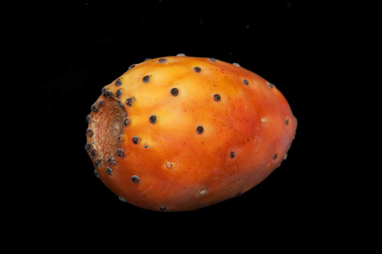 仙人掌的果實(shí)