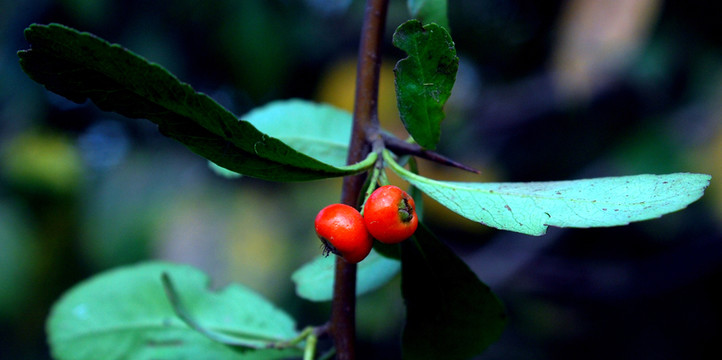 紅豆