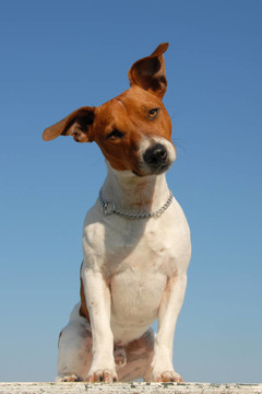 jack russel梗