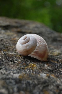 蝸牛