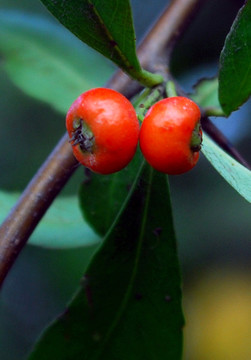 紅豆