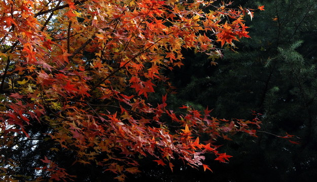 紅葉