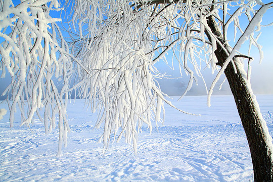 樹枝在雪中
