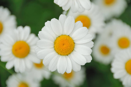 雛菊花