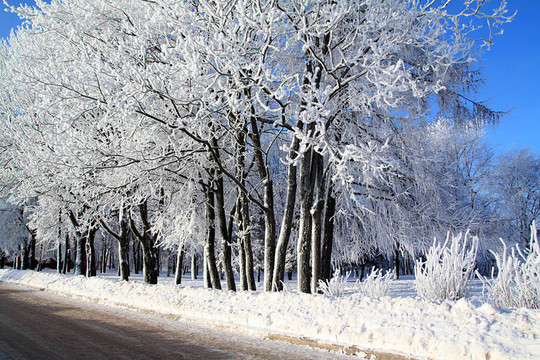 道路附近的雪樹
